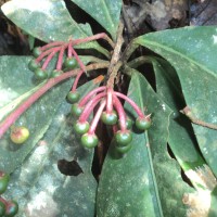 <i>Ardisia zeylanica</i>  (Gaertn.) Lam. ex Forsyth f.